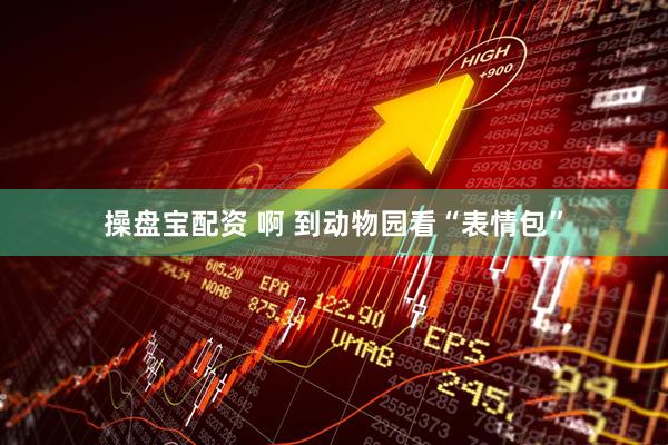 操盘宝配资 啊 到动物园看“表情包”
