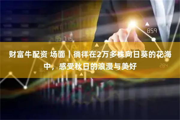 财富牛配资 场面｜徜徉在2万多株向日葵的花海中，感受秋日的浪漫与美好