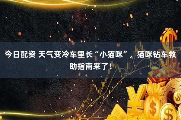 今日配资 天气变冷车里长“小猫咪”，猫咪钻车救助指南来了！